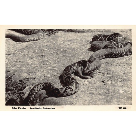 Rare collectable postcards of BRAZIL Brasil. Vintage Postcards of BRAZIL Brasil