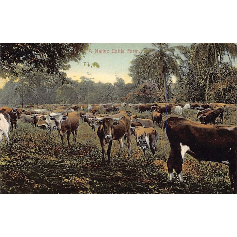 Rare collectable postcards of PANAMA. Vintage Postcards of PANAMA