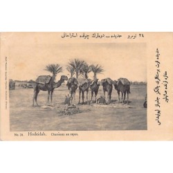 Yemen - HODEIDAH - Camels...