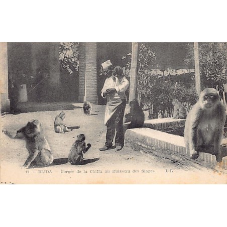 Rare collectable postcards of ALGERIA. Vintage Postcards of ALGERIA