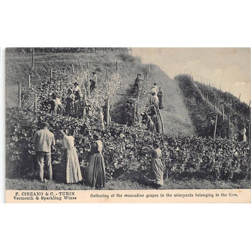 Rare collectable postcards of ITALY Italia. Vintage Postcards of ITALY Italia