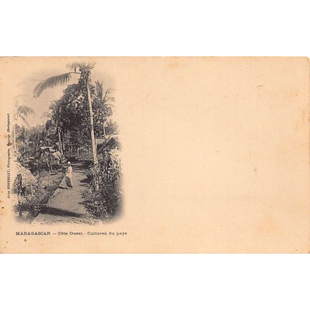 Rare collectable postcards of MADAGASCAR. Vintage Postcards of MADAGASCAR