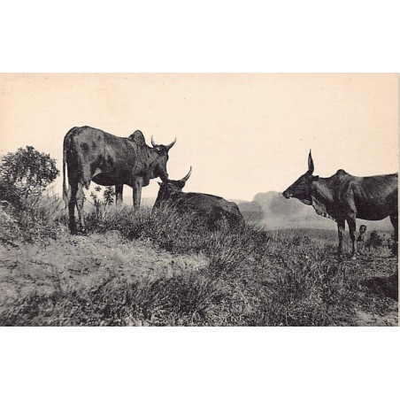 Rare collectable postcards of MADAGASCAR. Vintage Postcards of MADAGASCAR