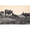 Rare collectable postcards of MADAGASCAR. Vintage Postcards of MADAGASCAR