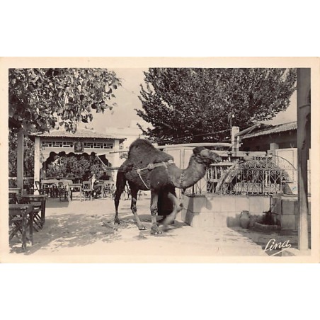 Rare collectable postcards of TUNISIA Tunisie. Vintage Postcards of TUNISIA Tunisie