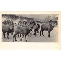 Rare collectable postcards of USA. Vintage Postcards of USA