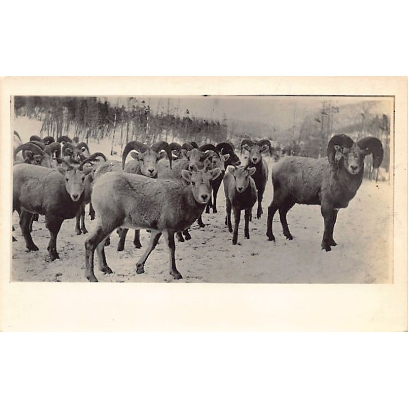 Rare collectable postcards of USA. Vintage Postcards of USA