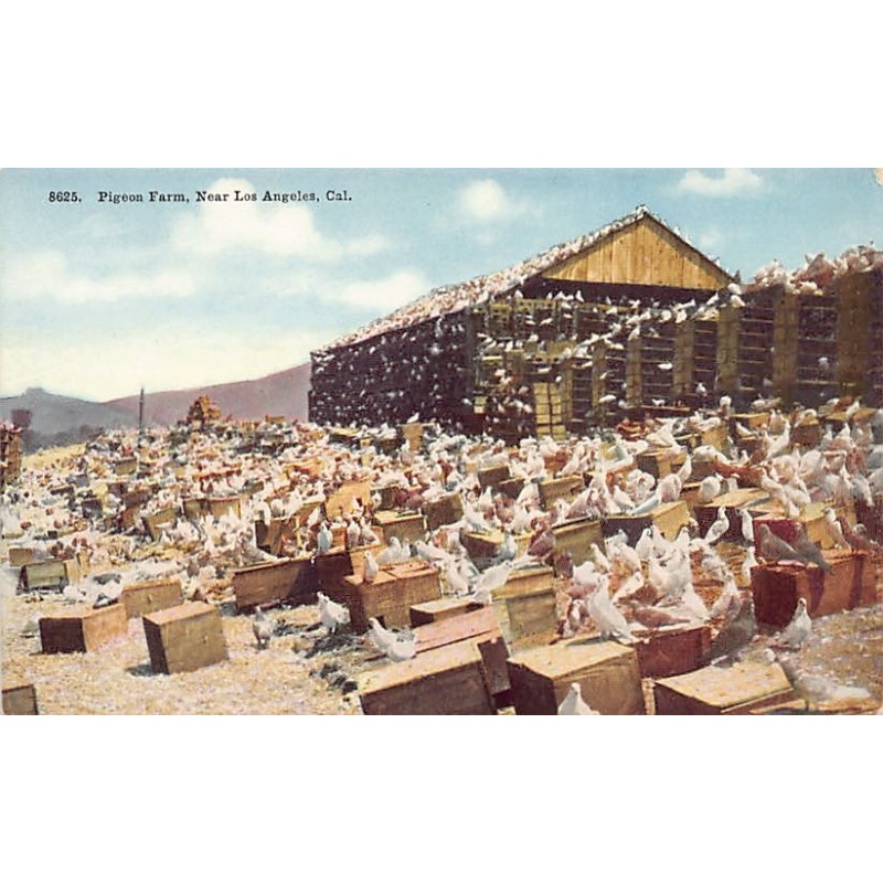 Rare collectable postcards of USA. Vintage Postcards of USA