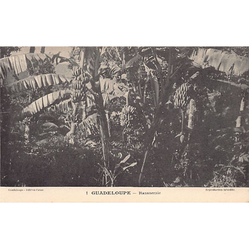 Rare collectable postcards of GUADELOUPE. Vintage Postcards of GUADELOUPE