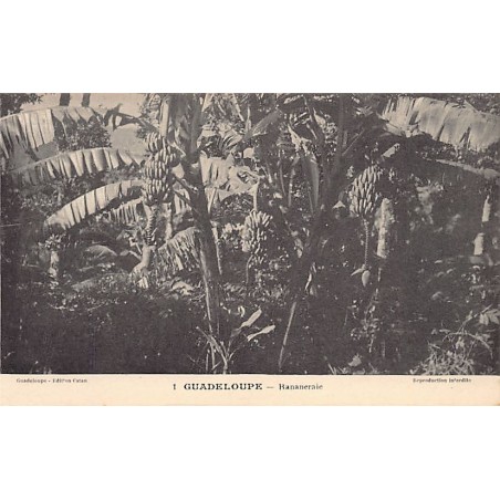 Rare collectable postcards of GUADELOUPE. Vintage Postcards of GUADELOUPE