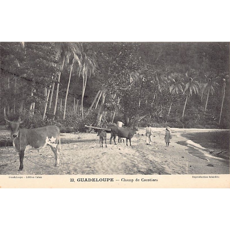 Rare collectable postcards of GUADELOUPE. Vintage Postcards of GUADELOUPE