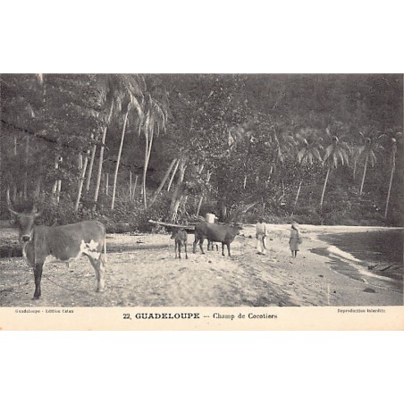 Rare collectable postcards of GUADELOUPE. Vintage Postcards of GUADELOUPE