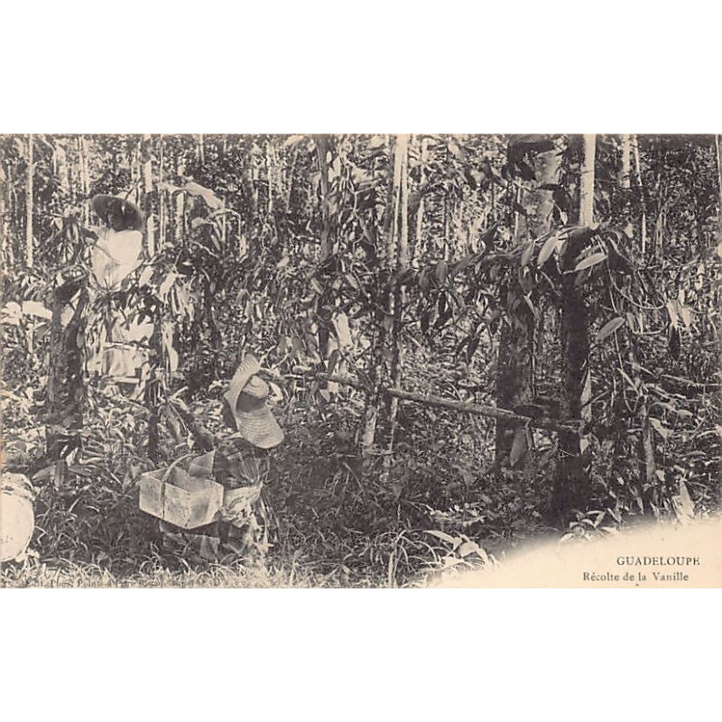 Rare collectable postcards of GUADELOUPE. Vintage Postcards of GUADELOUPE