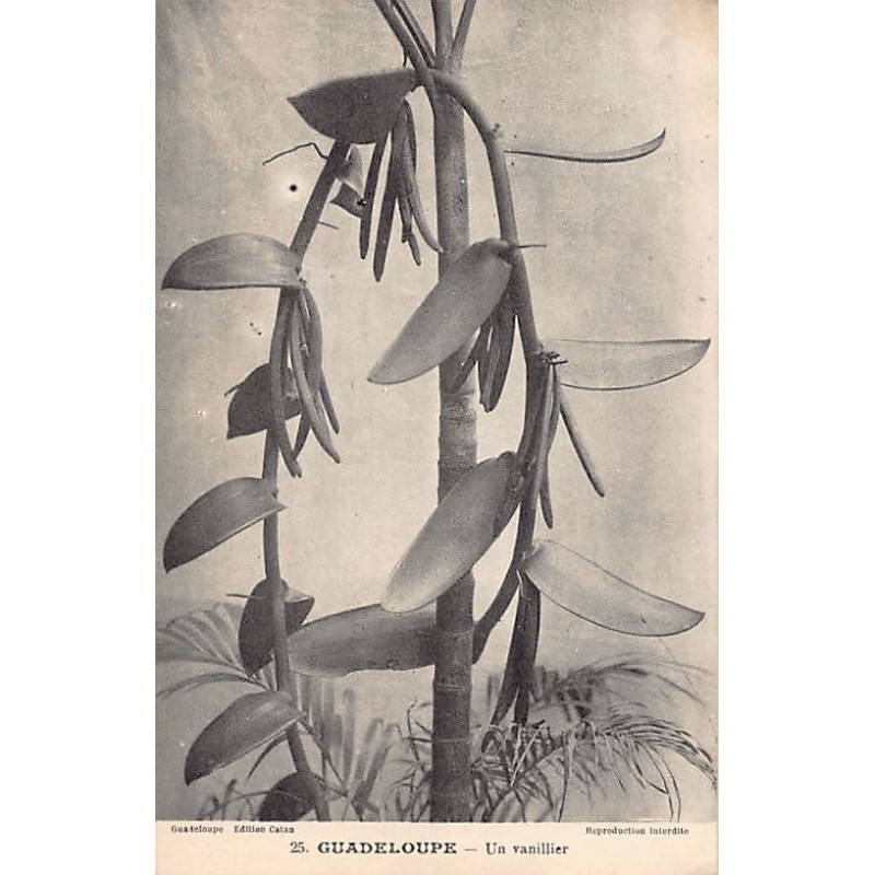 Rare collectable postcards of GUADELOUPE. Vintage Postcards of GUADELOUPE