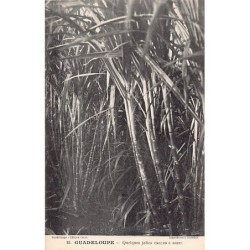 Rare collectable postcards of GUADELOUPE. Vintage Postcards of GUADELOUPE