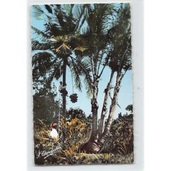Rare collectable postcards of GUADELOUPE. Vintage Postcards of GUADELOUPE