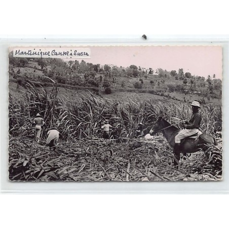 Rare collectable postcards of MARTINIQUE. Vintage Postcards of MARTINIQUE