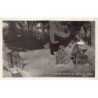 Rare collectable postcards of LEBANON. Vintage Postcards of LEBANON