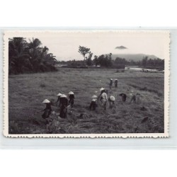 Rare collectable postcards of VIET-NAM. Vintage Postcards of VIET-NAM