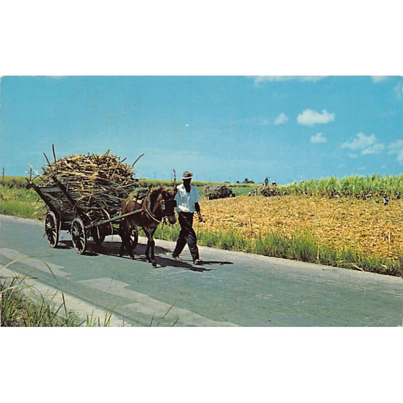 Rare collectable postcards of BARBADOS. Vintage Postcards of BARBADOS