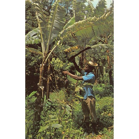 Rare collectable postcards of BARBADOS. Vintage Postcards of BARBADOS