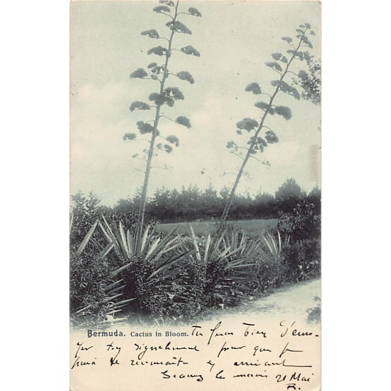 Rare collectable postcards of BERMUDA. Vintage Postcards of BERMUDA