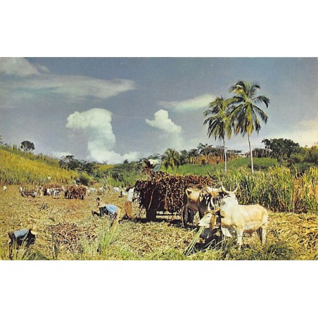 Rare collectable postcards of JAMAICA. Vintage Postcards of JAMAICA