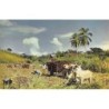 Rare collectable postcards of JAMAICA. Vintage Postcards of JAMAICA