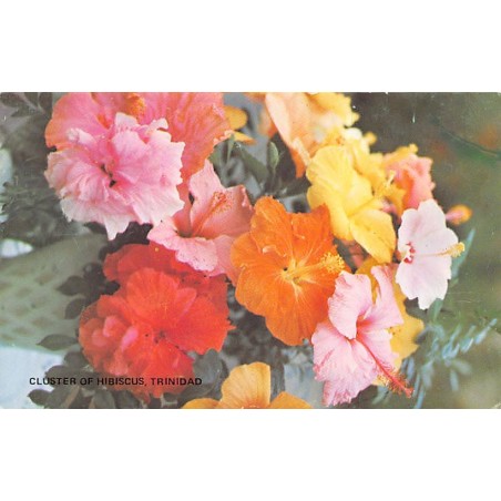 Rare collectable postcards of TRINIDAD & TOBAGO. Vintage Postcards of TRINIDAD & TOBAGO