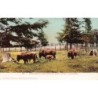Rare collectable postcards of USA. Vintage Postcards of USA