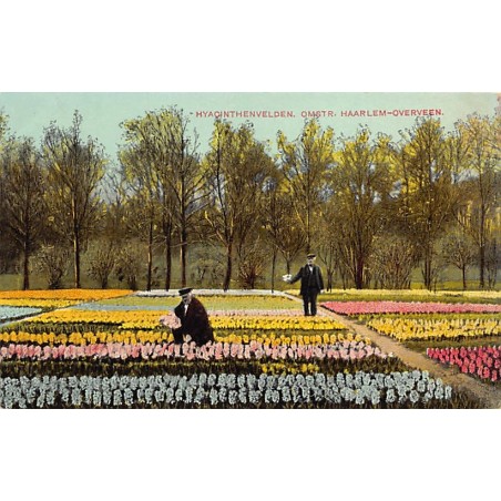 Rare collectable postcards of NETHERLANDS Nederland. Vintage Postcards of NETHERLANDS Nederland