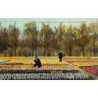 Rare collectable postcards of NETHERLANDS Nederland. Vintage Postcards of NETHERLANDS Nederland