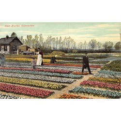 Rare collectable postcards of NETHERLANDS Nederland. Vintage Postcards of NETHERLANDS Nederland