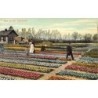 Rare collectable postcards of NETHERLANDS Nederland. Vintage Postcards of NETHERLANDS Nederland