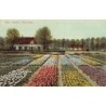 Rare collectable postcards of NETHERLANDS Nederland. Vintage Postcards of NETHERLANDS Nederland