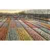 Rare collectable postcards of NETHERLANDS Nederland. Vintage Postcards of NETHERLANDS Nederland