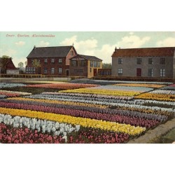 Rare collectable postcards of NETHERLANDS Nederland. Vintage Postcards of NETHERLANDS Nederland