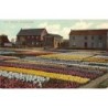 Rare collectable postcards of NETHERLANDS Nederland. Vintage Postcards of NETHERLANDS Nederland