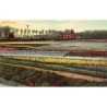 Rare collectable postcards of NETHERLANDS Nederland. Vintage Postcards of NETHERLANDS Nederland