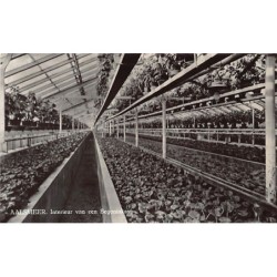 Rare collectable postcards of NETHERLANDS Nederland. Vintage Postcards of NETHERLANDS Nederland