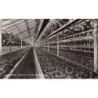 Rare collectable postcards of NETHERLANDS Nederland. Vintage Postcards of NETHERLANDS Nederland