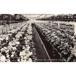 Rare collectable postcards of NETHERLANDS Nederland. Vintage Postcards of NETHERLANDS Nederland