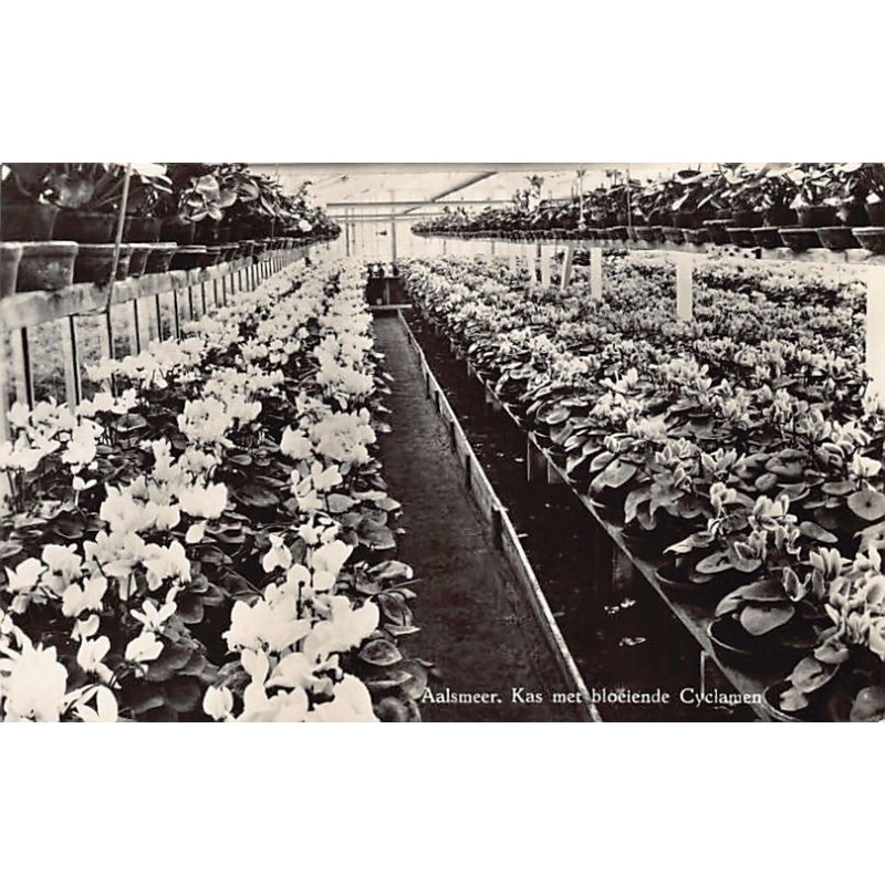 Rare collectable postcards of NETHERLANDS Nederland. Vintage Postcards of NETHERLANDS Nederland