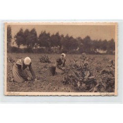 Rare collectable postcards of NETHERLANDS Nederland. Vintage Postcards of NETHERLANDS Nederland