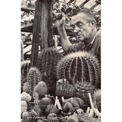 Rare collectable postcards of NETHERLANDS Nederland. Vintage Postcards of NETHERLANDS Nederland