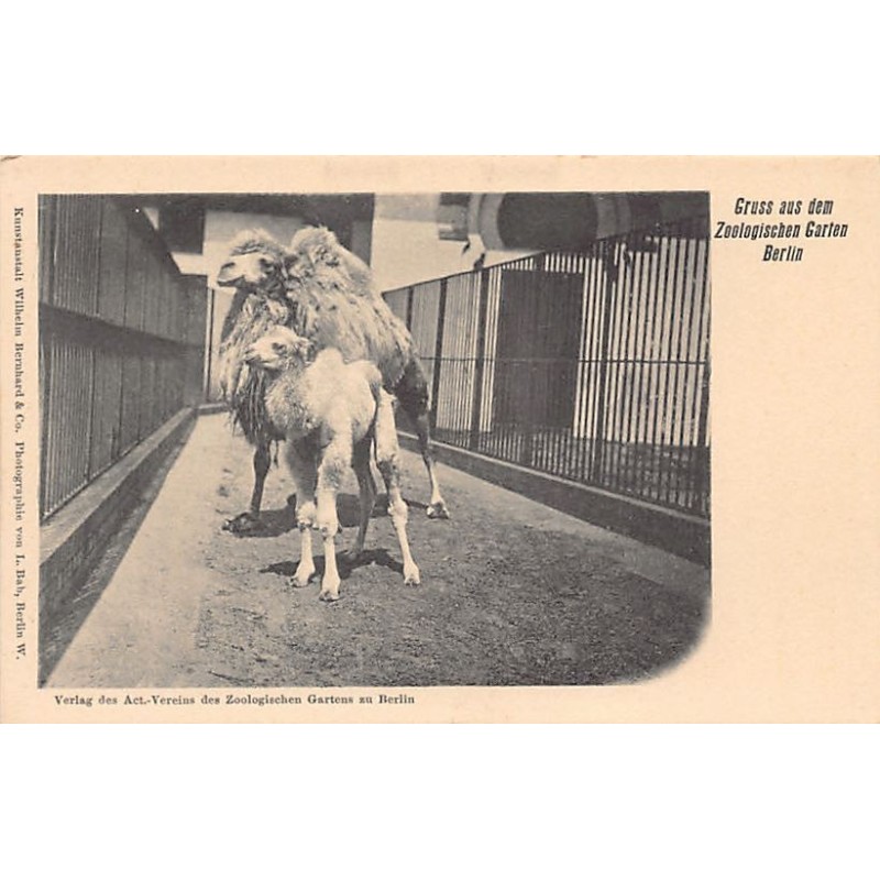 Rare collectable postcards of GERMANY Deutschland. Vintage Postcards of GERMANY Deutschland