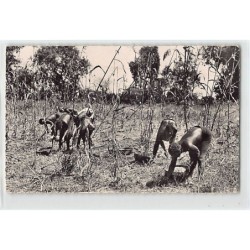 Rare collectable postcards of GUINEA CONAKRY. Vintage Postcards of GUINEA CONAKRY