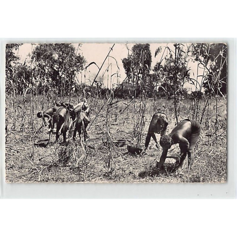 Rare collectable postcards of GUINEA CONAKRY. Vintage Postcards of GUINEA CONAKRY