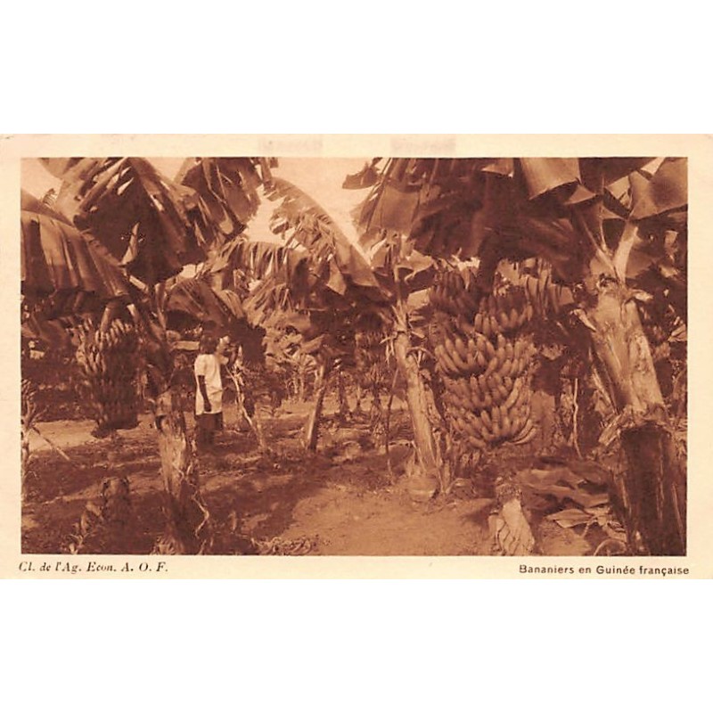 Rare collectable postcards of GUINEA CONAKRY. Vintage Postcards of GUINEA CONAKRY