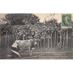 Rare collectable postcards of JERSEY. Vintage Postcards of JERSEY